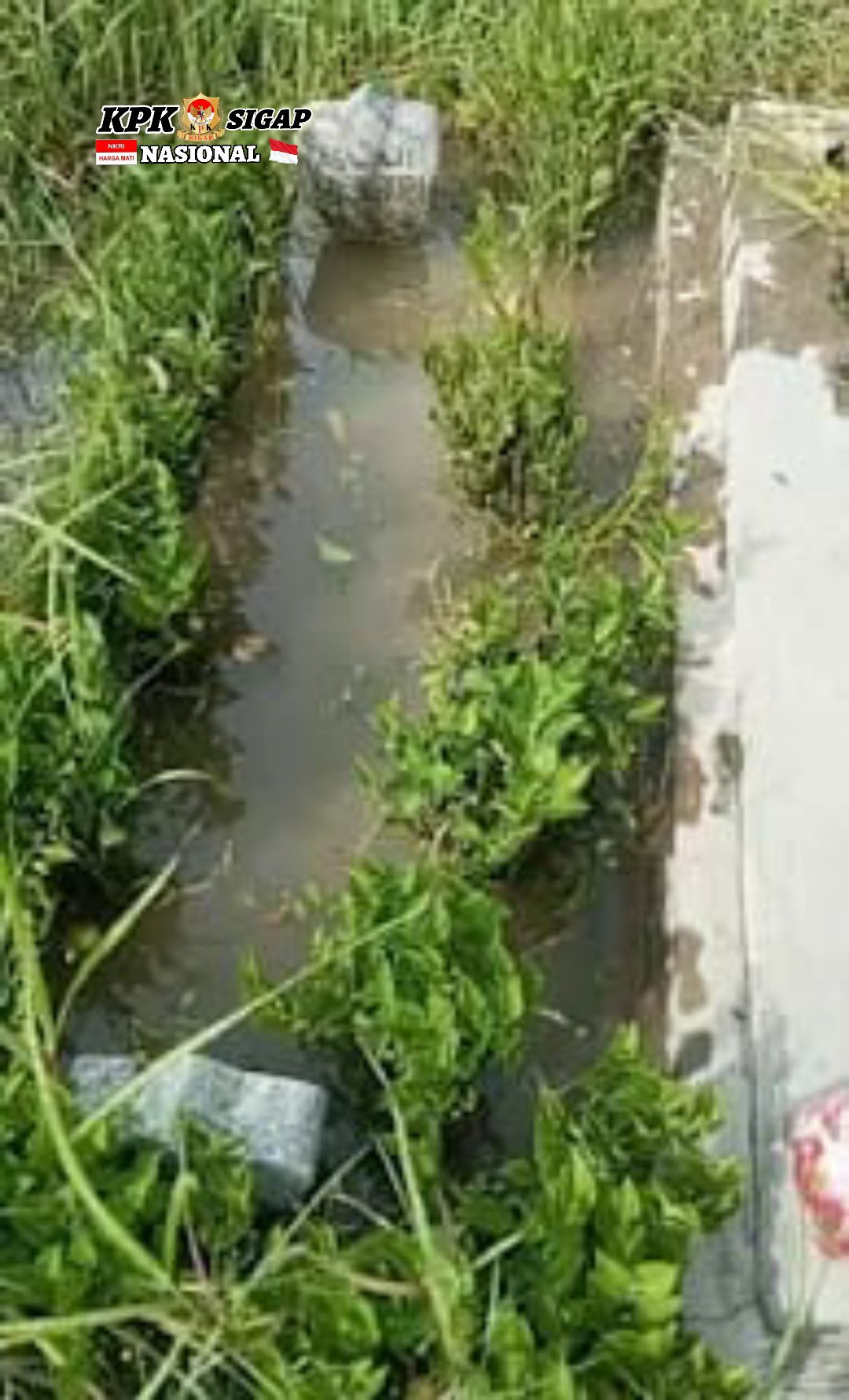 Makam Di Wonokusumo Tidak Terawat Dan Banyak Hewan Berbisa, Dinas DLH Bungkam