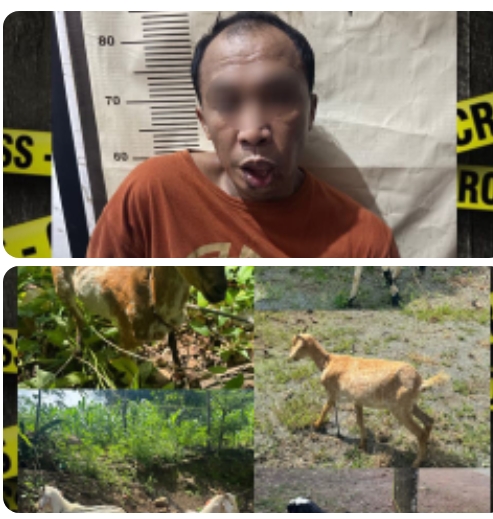 Tim Resmob Polres Bulukumba Ringkus Pencuri Kambing di Jeneponto