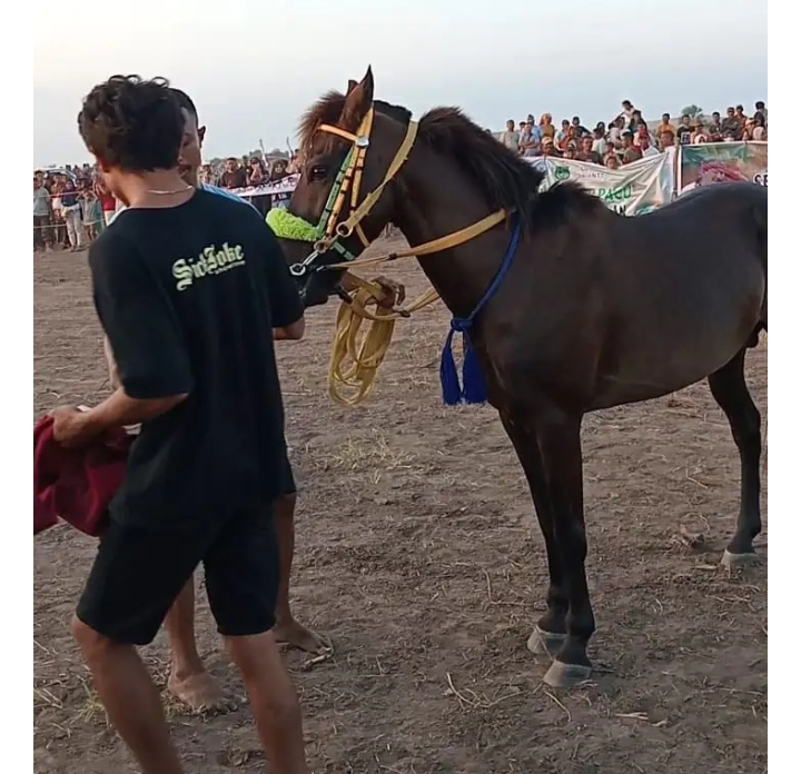 Kuda Pacu “Sahabat Dipo” Tampil Perkasa, Hibur Penonton di Hari Perdana Bupati Nagekeo Cup IV