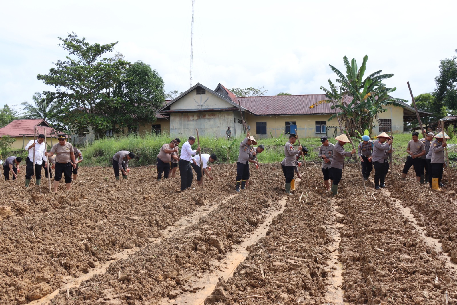 AKBP Harris Batara Simbolon, S.I.K.,S.H.,M.Tr.Opsla.Pimpin Penanaman Jagung Kembali di Lahan Polres Melawi