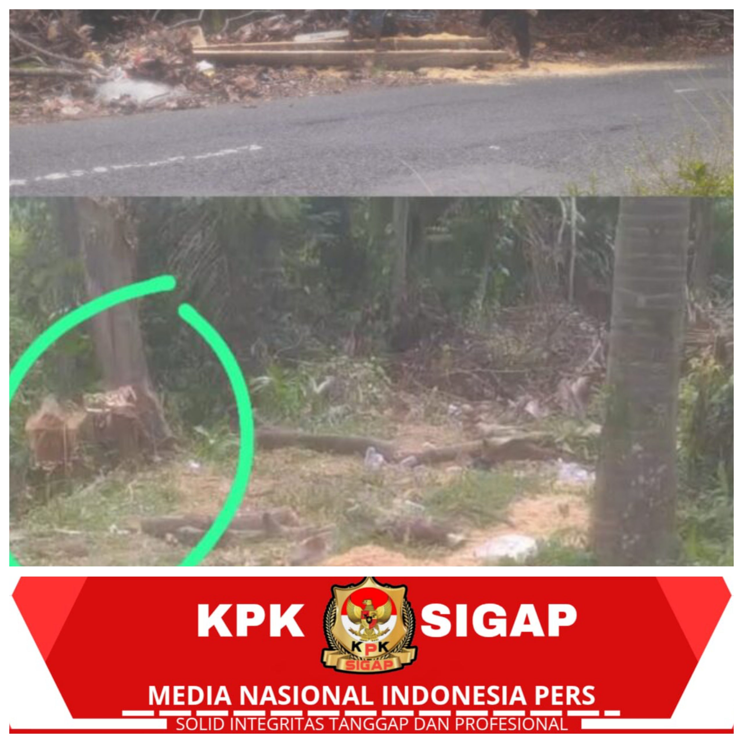 Sempadan Sungai Kedaleman Digunduli, Korsda Rogojampi Tegaskan: Itu Penebangan Liar!