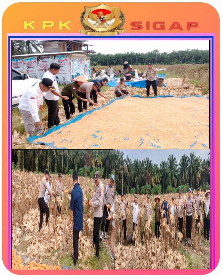 Polsek Tambusai Utara Sukses Panen Raya Jagung, Hasilkan 4 Ton Dukung Swasembada Pangan 2026