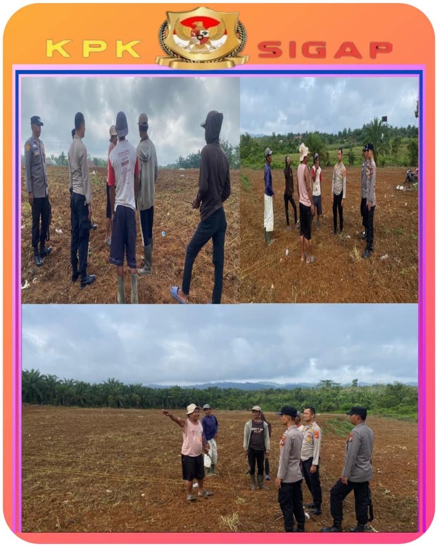 Polres Rokan Hulu Tinjau Lahan Jagung, Matangkan Persiapan Panen Serentak untuk Dukung Swasembada Pangan Nasional