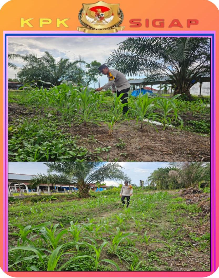 Optimalisasi Program Ketahanan Pangan, Polsek Bonai Darussalam Cek Pertumbuhan Jagung Pipil di Desa Pauh
