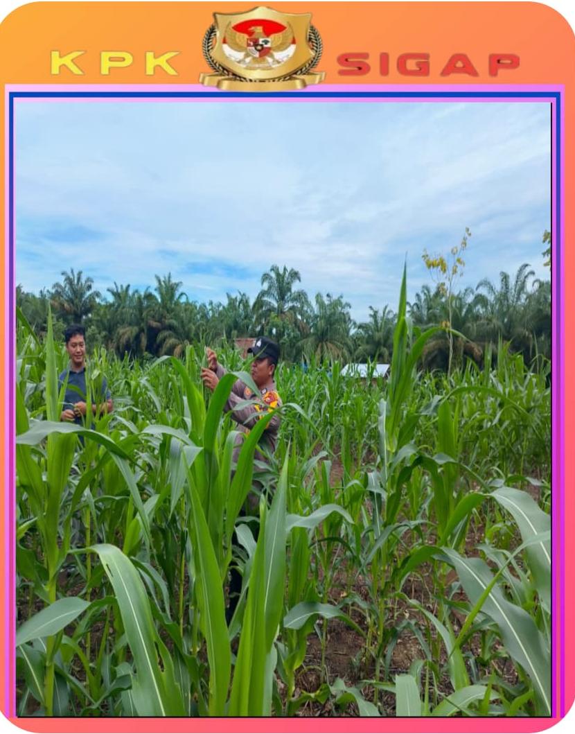 Polsek Rambah Samo Turun Ke Ladang Jagung, Pastikan Jagung Tumbuh Optimal Untuk Dukung Ketahanan Pangan Nasional