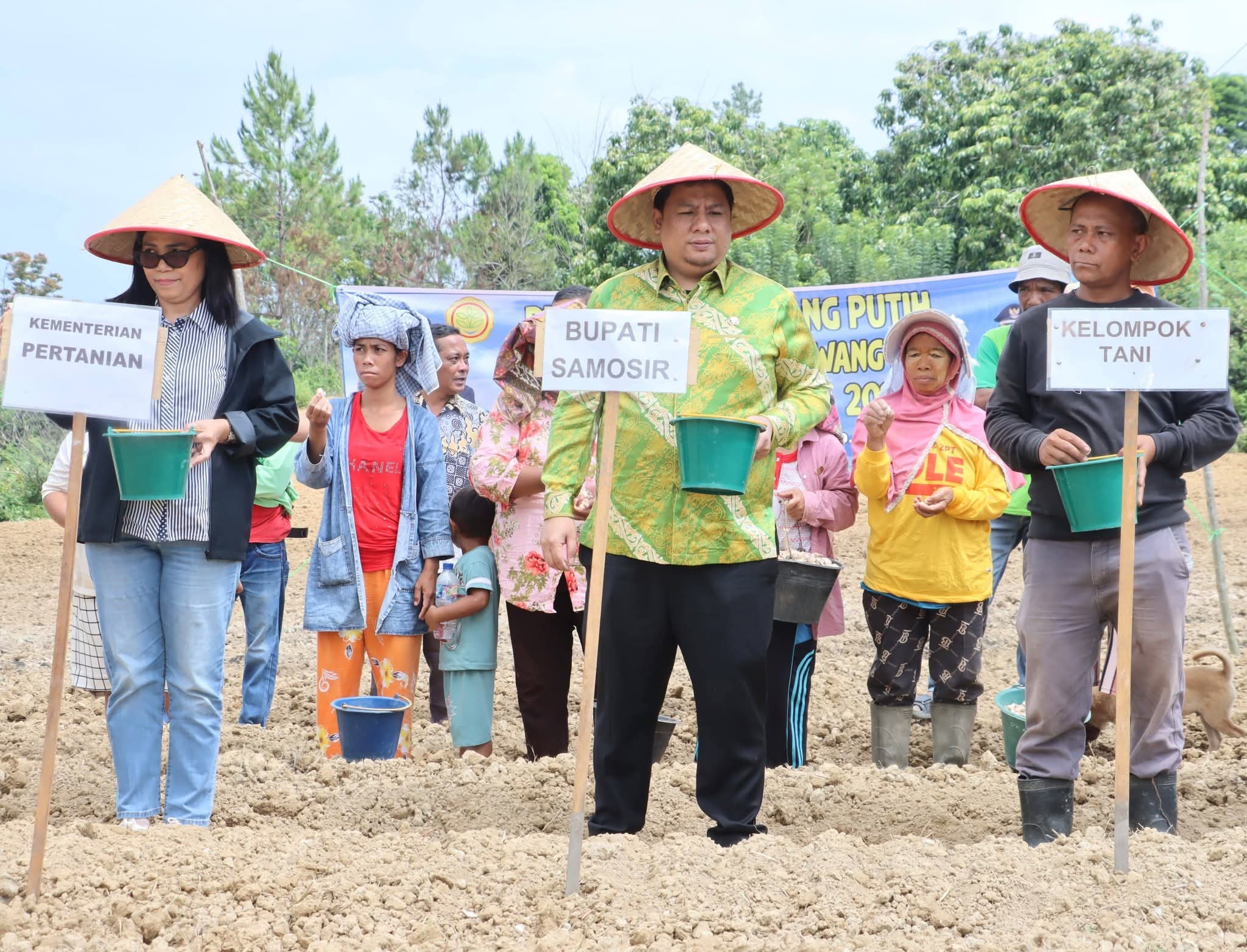 Menjawab Kepercayaan Pusat, Bupati Samosir Tanam Bawang Putih Bantuan Kementan bersama Kelompok Tani